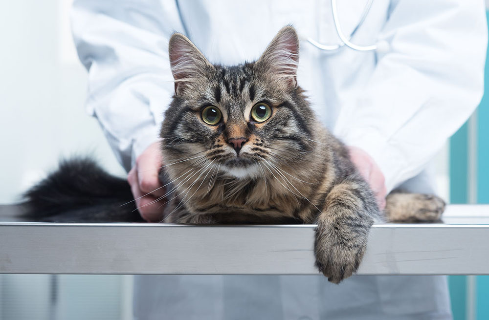 senior cat during a wellness exam with a veterinarian in Reisterstown