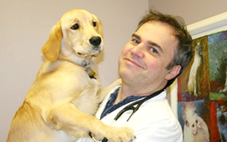 Veterinarian in city and state seeing a dog in her office