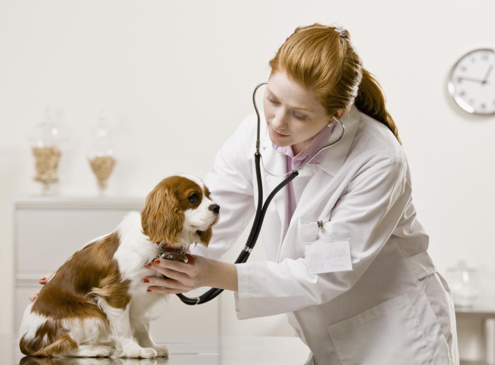 veterinarian examining dog in reisterstown