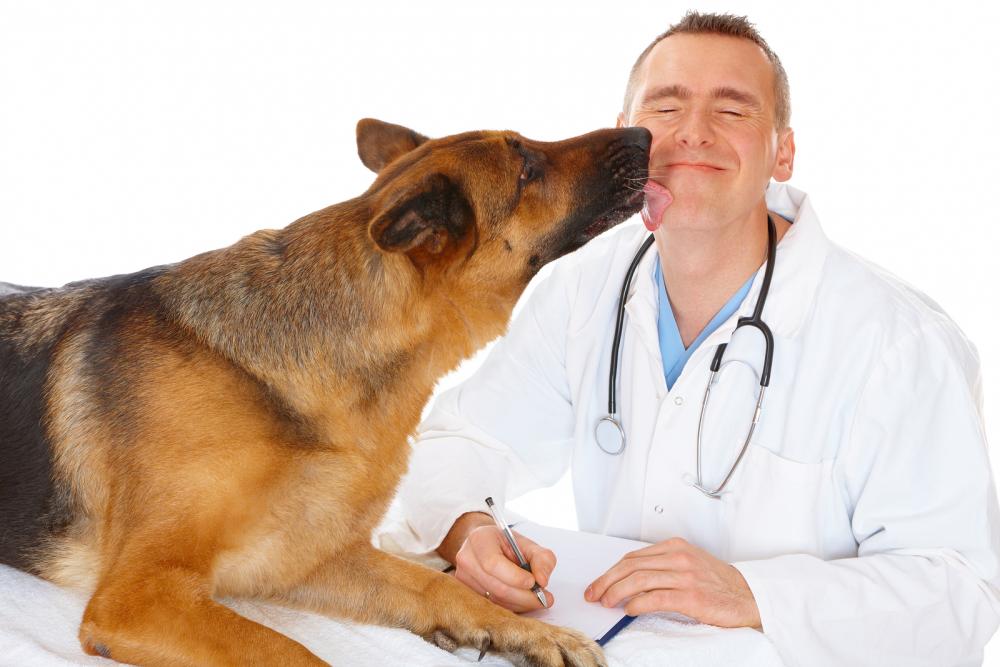 dog licking veterinarian before surgery in Reisterstown, MD